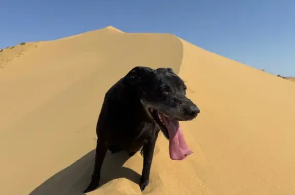 Собаки потеряшки, Балашиха, фото: Потеряшка собака, Балашиха, 4-я ул., 25