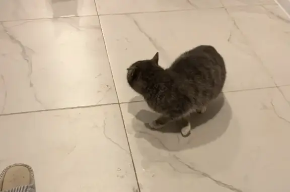 Кошка без хвоста в СНТ Заозерь...