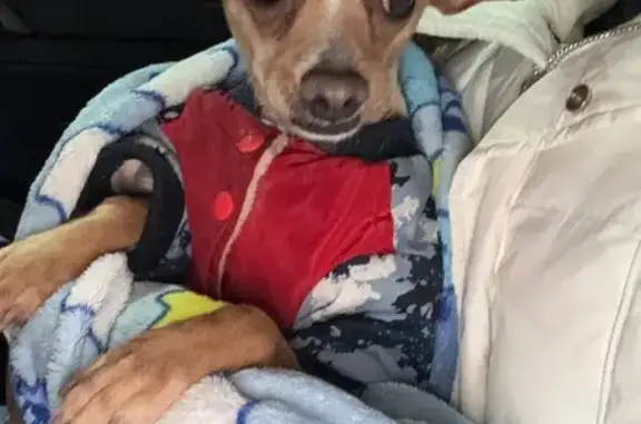 Собака найдена: ул. 8 Марта, К...