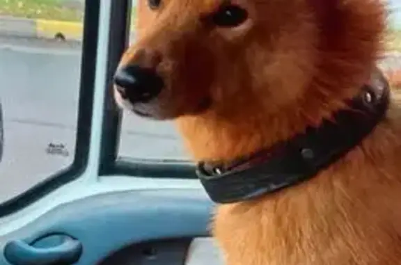 Пропала собака, 1-й Верхний пер., 17, СПб