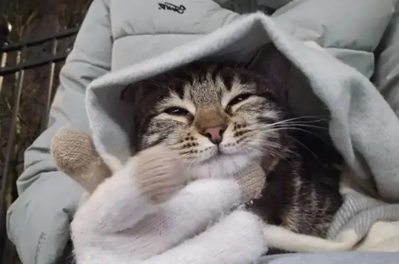 Кошка найдена: Железноводская,...