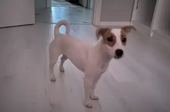 Собаки потеряшки, Москва, фото: Потеряшка собака, ул. Красный Казанец, Москва