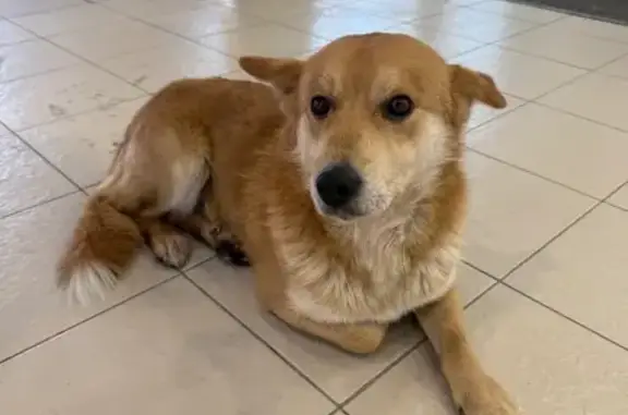 Собака найдена у ТЦ Радуга Пар...