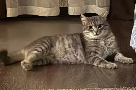 Объявления о пропавших и найденных животных, Ижевск, фото: Кошка найдена: ул. 30 лет Победы, 10, Ижевск