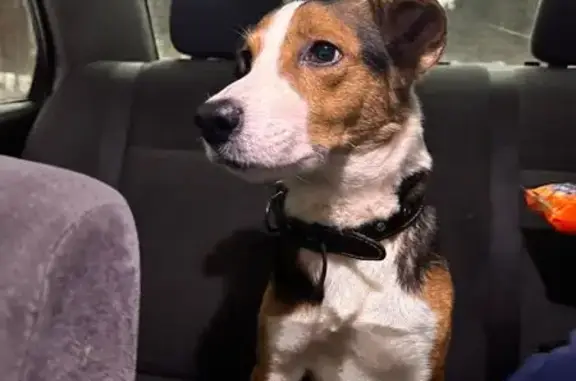 Найдена собака, Петрозаводск,...