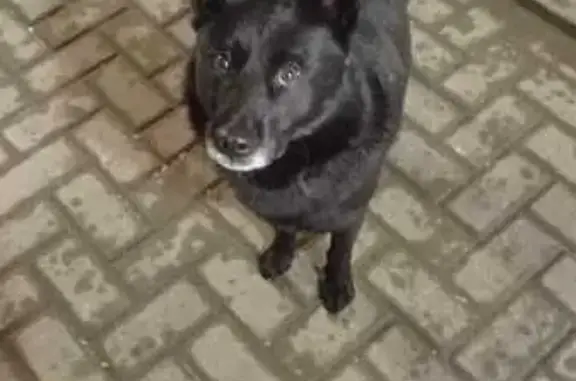 Найдена собака, Тула