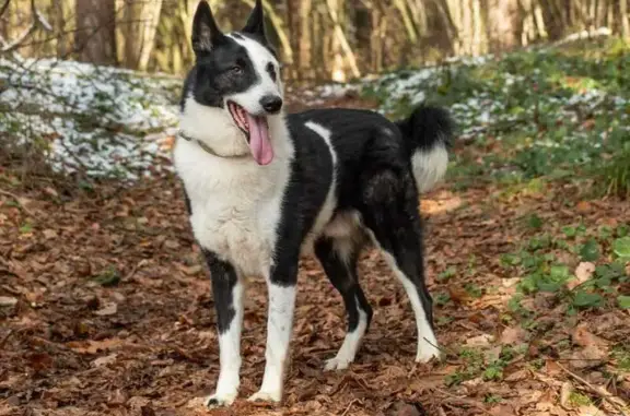 Собаки потеряшки, Обнинск, фото: Потеряшка собака, проспект Ленина, Обнинск