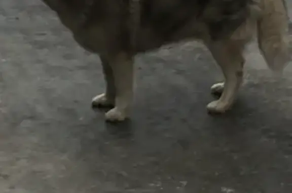 Найдена собака, Казань