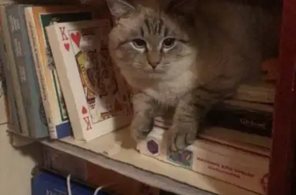 Объявления о пропавших и найденных животных, Марково, фото: Пропала кошка, Марково, 46Н-09301