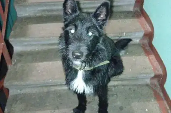 Найдена собака, Архангельск