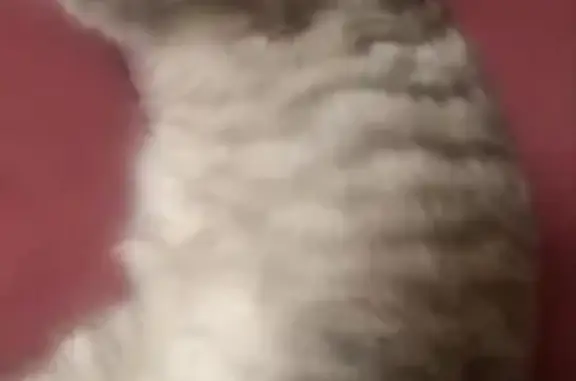 Найдена кошка, Воронеж, фото: Кошка найдена, ул. Сакко и Ванцетти, Воронеж