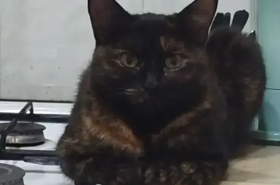 Пропала кошка, ул. Чёрное Озеро, 2