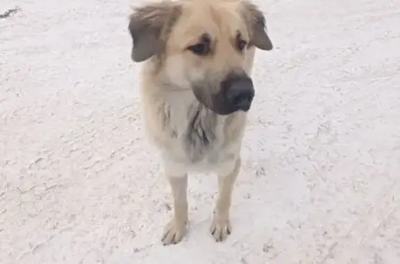 Светлый пёс найден: ул. Прибойная, 37Г