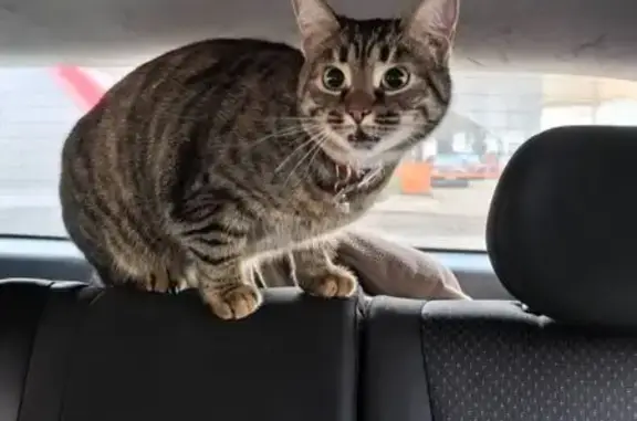 Объявления о пропавших и найденных животных, Москва, фото: Кошка найдена у 