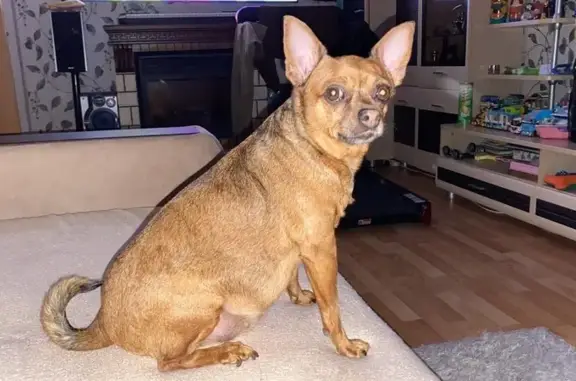 Объявления о пропавших и найденных животных, Новомосковск, фото: Пропала собака на ул. Мира, 34А, Новомосковск