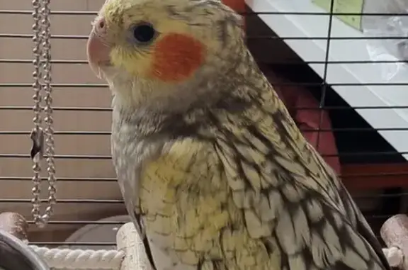 Пропала корелла, ул. Маршака, 1, Внуково