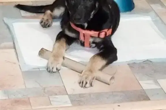 Найдена собака, Волгоград, фото: Собака найдена, Волгоград, ул. Гремячинская