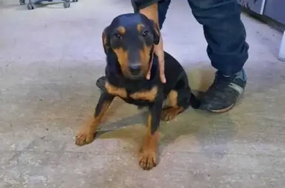 Найдена собака, Ямны, фото: Найдена собака, Верхняя Иншинка, Тула