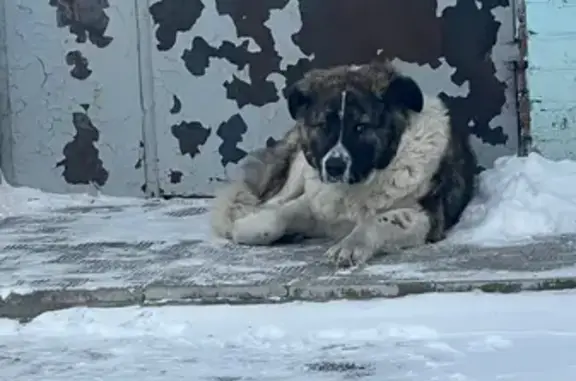 Объявления о пропавших и найденных животных, Челябинск, фото: Собака найдена: Пермская 56, Челябинск