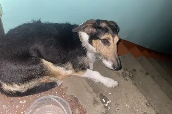 Объявления о пропавших и найденных животных, Бийск, фото: Собака найдена: Коммунарский пер. 27, Бийск