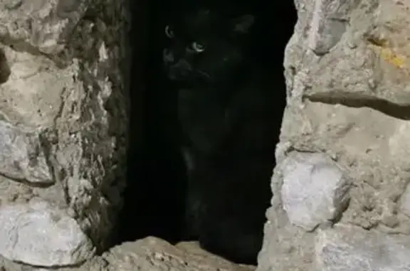 Объявления о пропавших и найденных животных, Екатеринбург, фото: Чёрный кот найден у подъезда, Седова 17