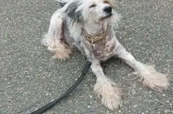 Пропала собака, ул. Адм. Кузнецова, 42