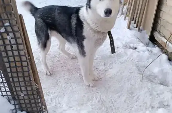 Пропала хаски, Верхняя Пышма