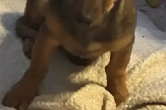 Найдена собака, Волгоград, фото: Такса найдена на Невской, 11 в Волгограде