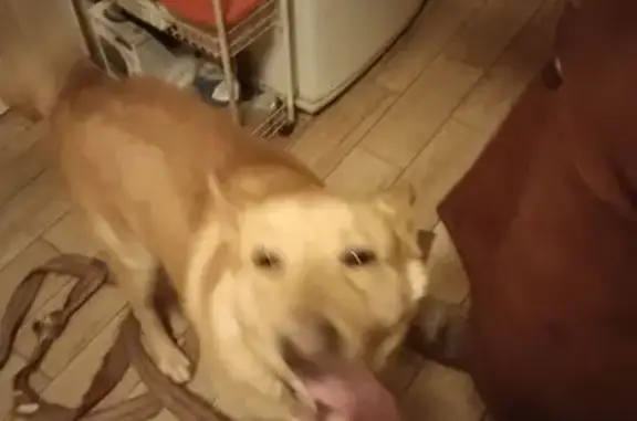 Объявления о пропавших и найденных животных, Вавиловец, фото: Собака найдена: Андреевская ул., 1