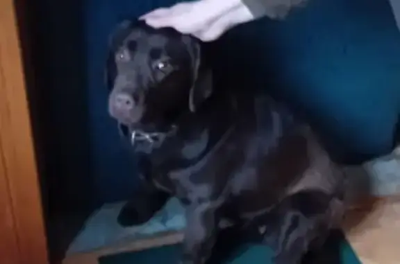 Найдена собака, Малаховка, фото: Лабрадор найден в ошейнике, Малаховка