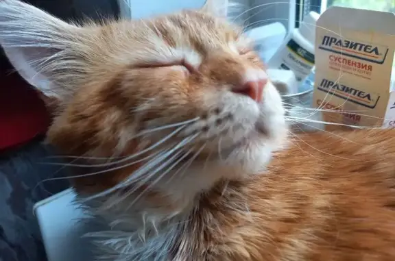 Пропала кошка, 3-я Кавказская, Курск