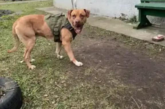 Найдена собака, Ильинский, фото: Собака найдена: Опаринская 72В, Ильинский