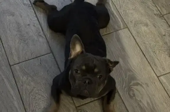 Найдена собака, Гурьевский городской округ, фото: Собака найдена: Молодёжная ул., Калининград