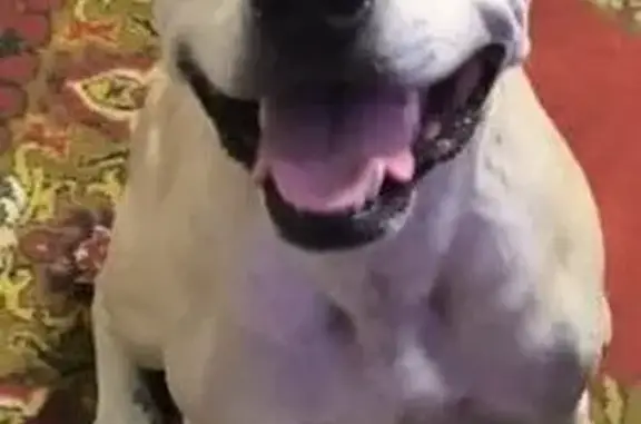 Пропала собака, Окружной пр., Кемерово