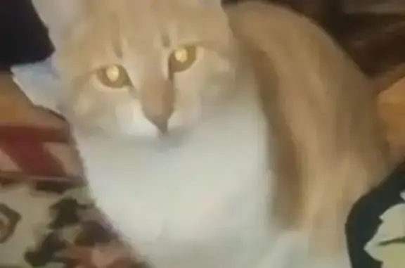 Пропала кошка, Краснодар, ул. Гоголя 37