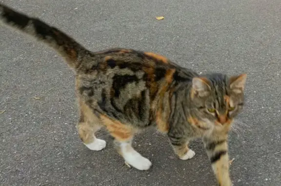 Пропала кошка на Лермонтова, Анапская