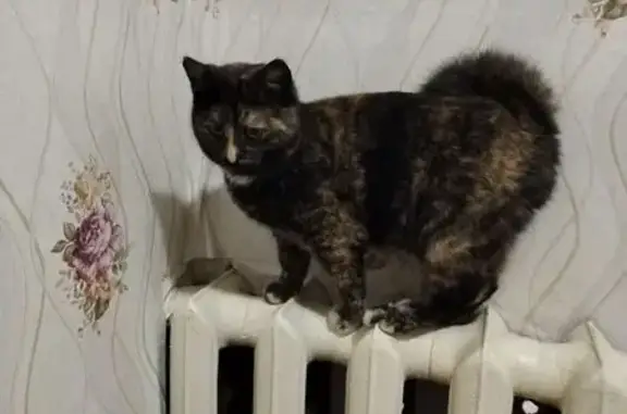 Объявления о пропавших и найденных животных, Урень, фото: Пропала кошка, Урень, ул. Железнодорожная, 40