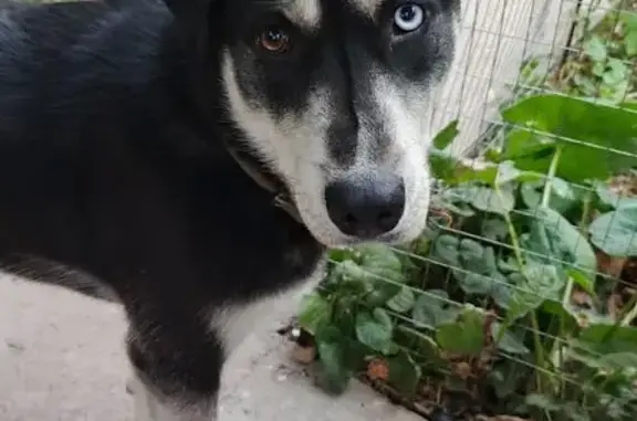 Собаки потеряшки, Ростов-на-Дону, фото: Потеряшка собака, ул. Парижской Коммуны, 62