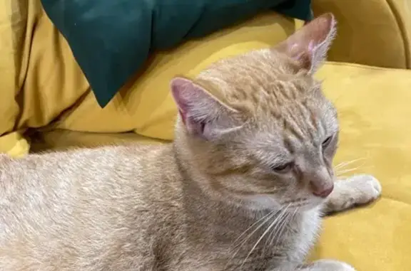Объявления о пропавших и найденных животных, Москва, фото: Кошка найдена: Аминьевское шоссе, 4Д к2
