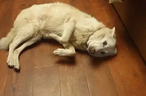 Пропала собака на Московском шоссе, 90