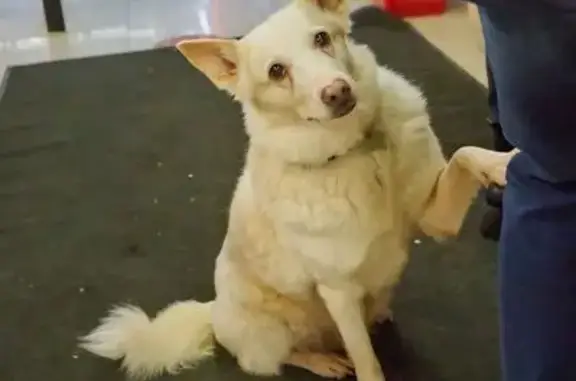 Собаки потеряшки, Шушары, фото: Потеряшка собака на Московском шоссе, 90