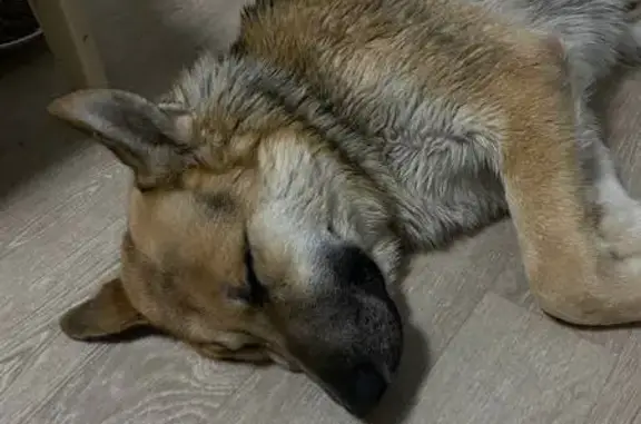 Пропала собака, ул. Карамзина 15, Калининград