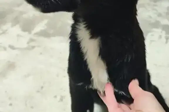 Объявления о пропавших и найденных животных, Челябинск, фото: Найдена собака, ул. Гагарина, Челябинск