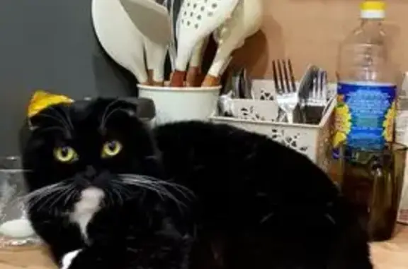 Пропала кошка, Чита, ул. 5 этажа, 27