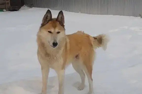 Пропала собака, 3-я Болдинская ул., Курган