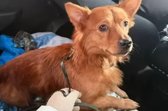 Пропала собака, Племхозский проезд, Домодедово