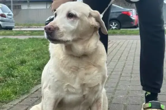 Найдена собака, Калининград, фото: Лабрадор найден на ул. У. Громовой, Калининград