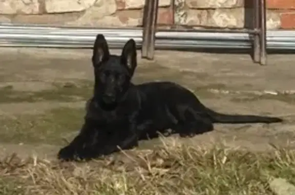 Пропала собака, Свободная 14, Усть-Лабинск