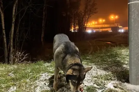 Найдена собака, Кокошкино, фото: Собака найдена на Киевском шоссе, Москва