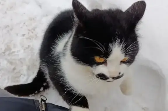 Найдена кошка, Богословский сельсовет, фото: Кошка найдена: Родниковая ул., Богословский
